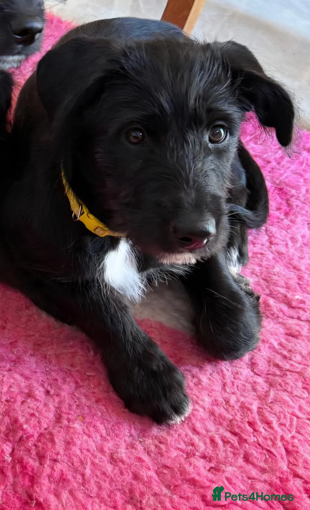 Mixed Breed dogs for sale: Beautiful family raised Husky x Springador Puppies - Advert 2