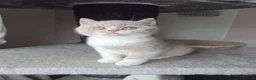 British Shorthair cats for sale: British shorthair kittens girls  - Advert 7
