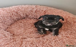 Frug dogs for sale: Last Black & Tan Frug Boy 🥰 - Image 8