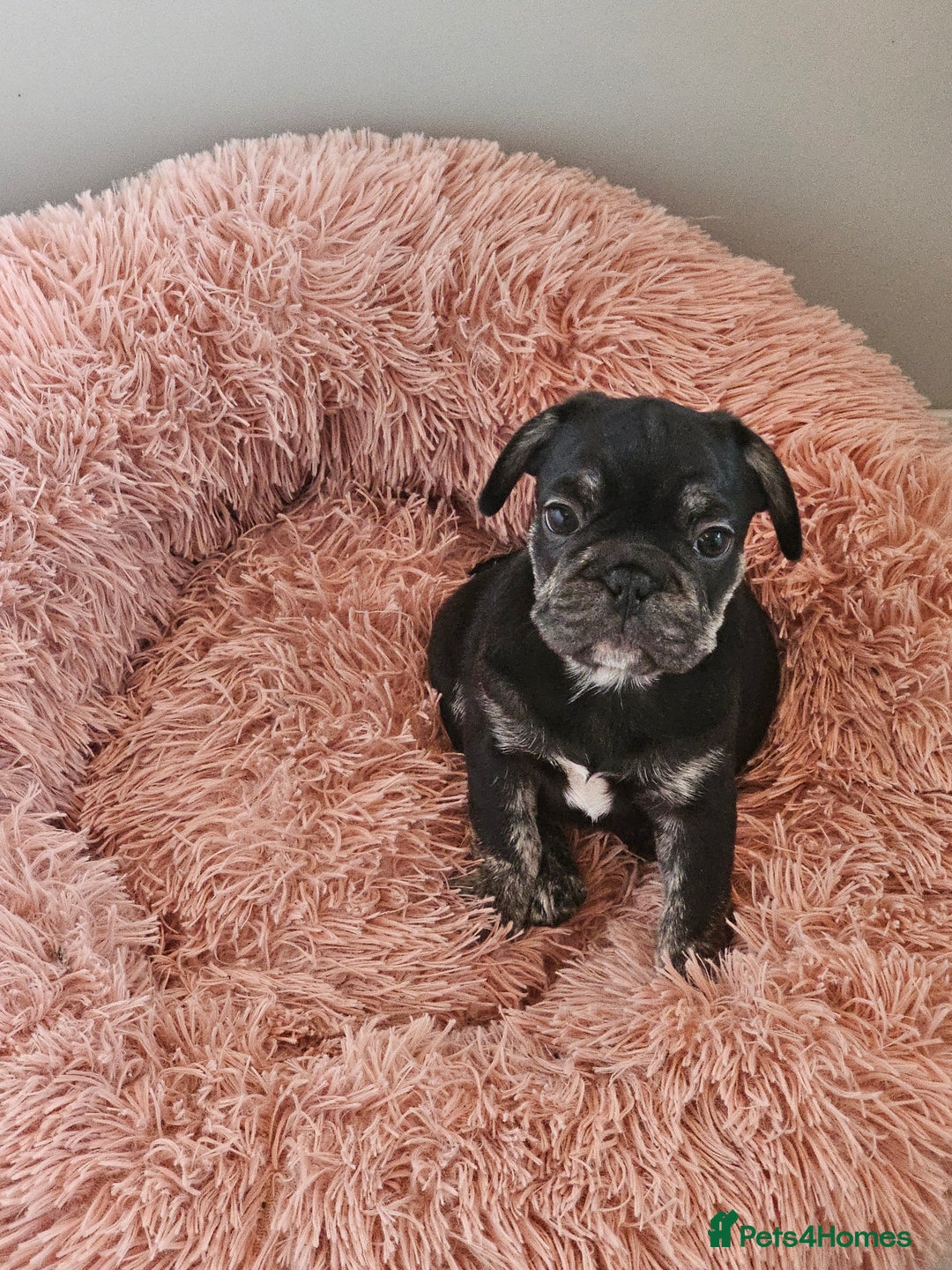 Frug dogs for sale: Last Black & Tan Frug Boy 🥰 - Image 8