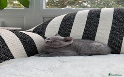 British Shorthair cats for sale: 💕British Shorthair Blue Kittens💕 - Image 4