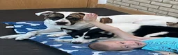 American Bulldog dogs for sale: American bulldog female  in Liverpool - Advert 2