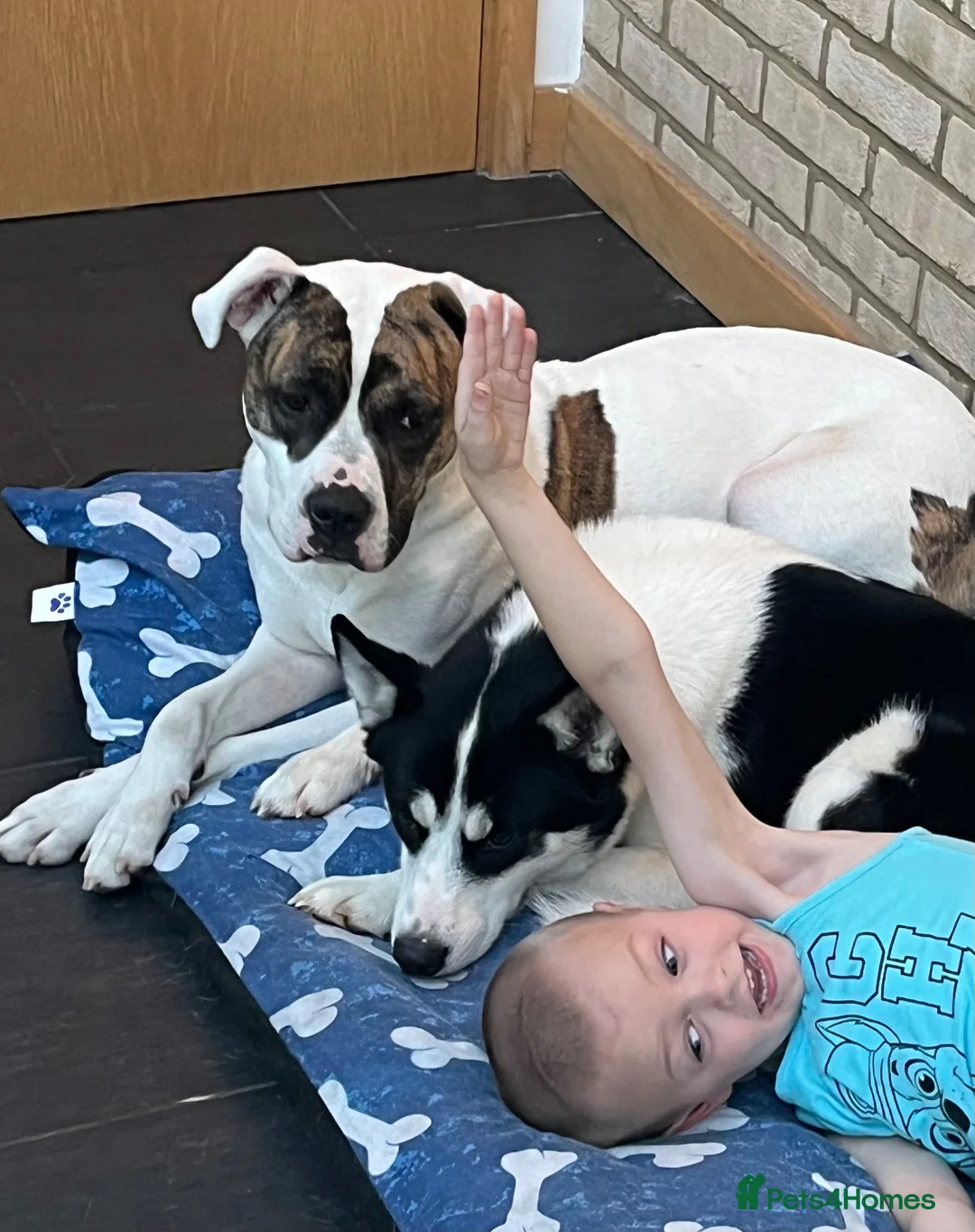 American Bulldog dogs for sale: American bulldog female  in Liverpool - Advert 2
