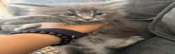 Maine Coon cats for sale: Ready to go on 13/8 XL Maine coons  - Advert 13