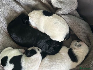 Jackapoo dogs - Advert 1