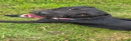 Patterdale Terrier dogs for sale: Bramble needs a new home - Advert 5