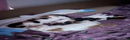 Mixed Breed cats for sale: 3 mix breed kittens  - Advert 3