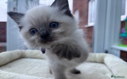 Ragdoll cats for sale: **Gorgeous Ragdolls**  - Advert 8