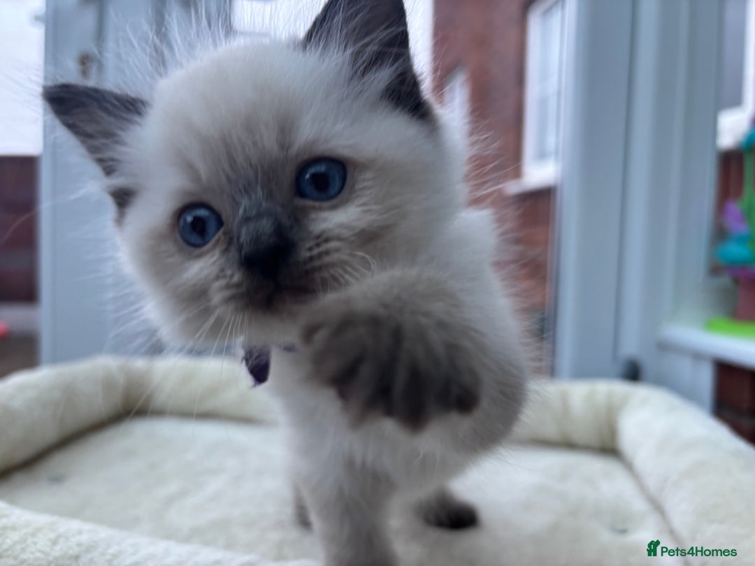 Ragdoll cats for sale: **Gorgeous Ragdolls**  - Advert 8