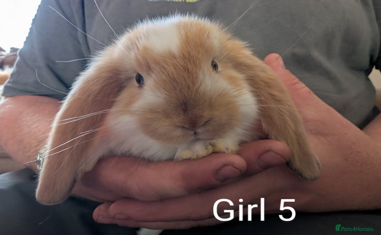 French Lop rabbits - Advert 1