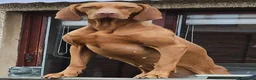 Hungarian Vizsla dogs for sale: Hungarian Wirehaired Vizsla in Falkirk - Advert 3