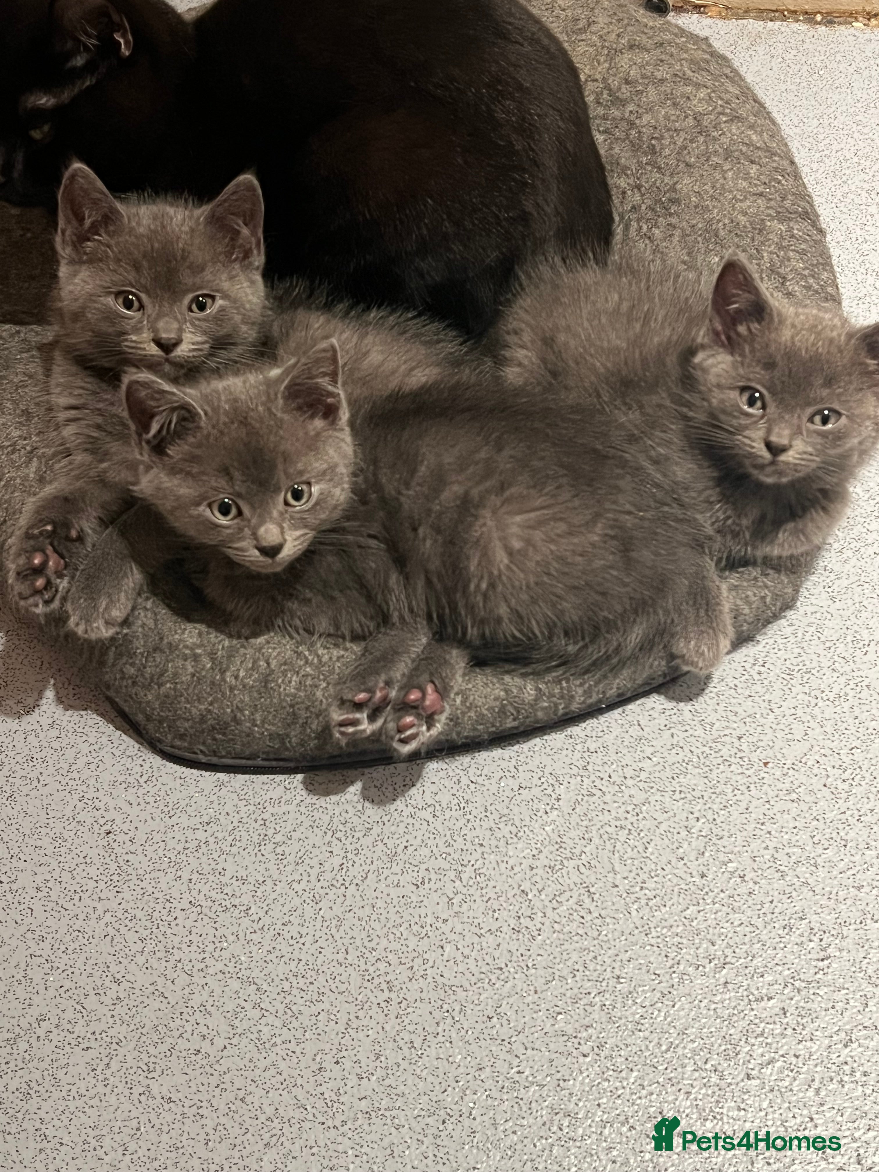 Mixed Breed cats 🩵 Adorable Blue-Grey Kittens 🩵 - Advert 1