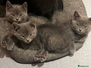 Mixed Breed cats 🩵 Adorable Blue-Grey Kittens 🩵 - Advert 1