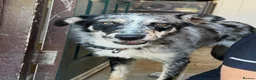 Mixed Breed dogs for sale: Nellie  in Wells - Advert 12