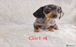 Miniature Dachshund dogs for sale: Beautiful Miniature Dachshund Puppies  - Image 6