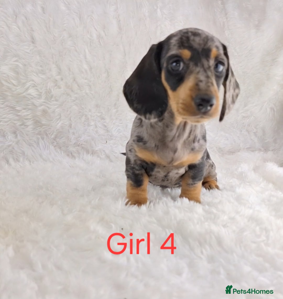 Miniature Dachshund dogs for sale: Beautiful Miniature Dachshund Puppies  - Image 6