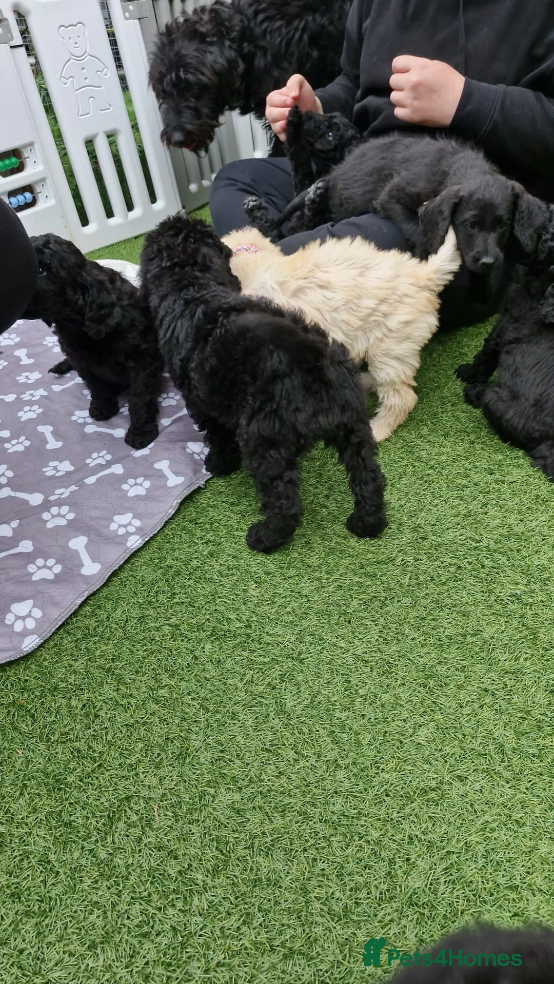 Labradoodle dogs for stud: Tatum in Glasgow - Advert 16