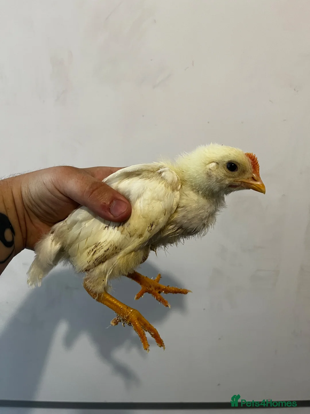 Chickens poultry for sale: 7 Light Sussex Chicks for Sale – 5 Weeks Old in Aberdare - Advert 7