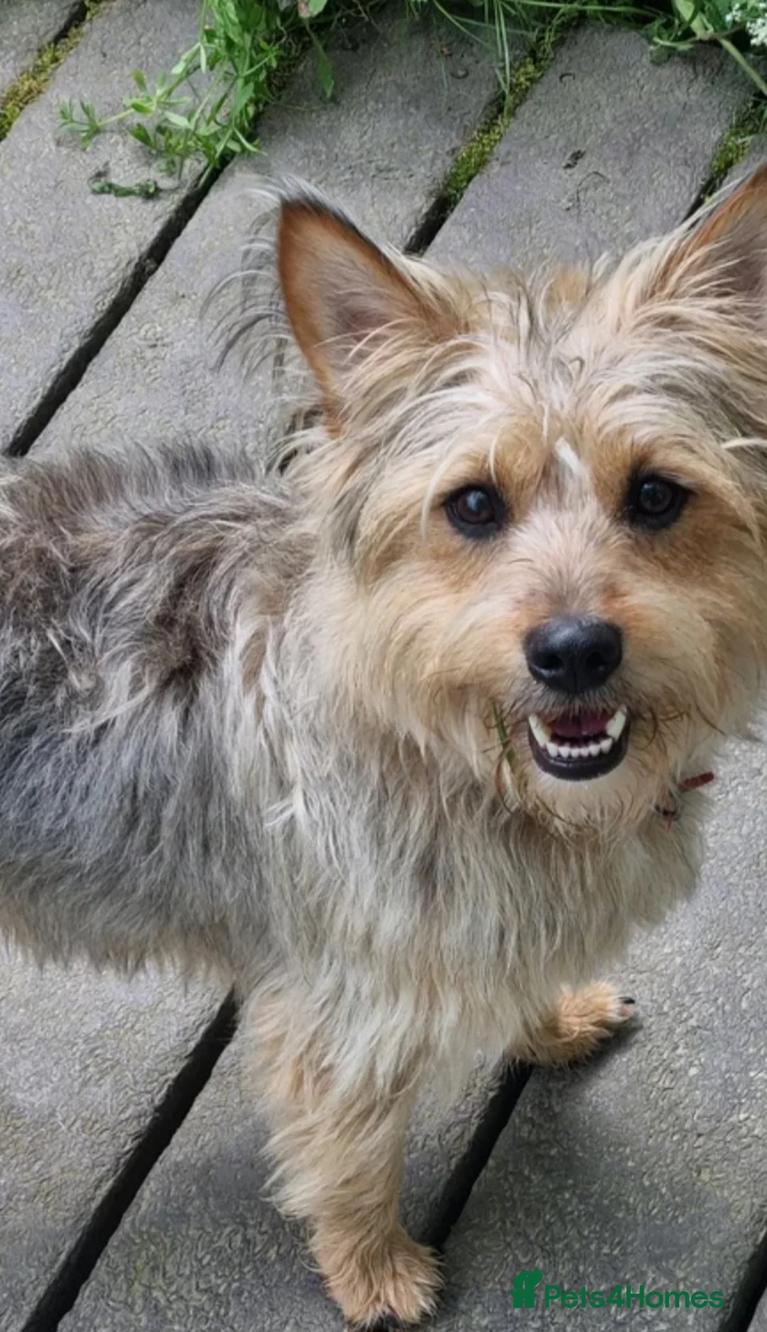 Mixed Breed dogs for sale: Meet this 4 year old scruffy bundle of joy PALACE  - Advert 2