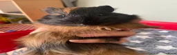 Guinea Pig rodents for sale: Black and Tan Guinea pigs for sale - Advert 9
