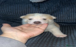 Akita dogs for sale: American Akita puppy’s  - Image 7