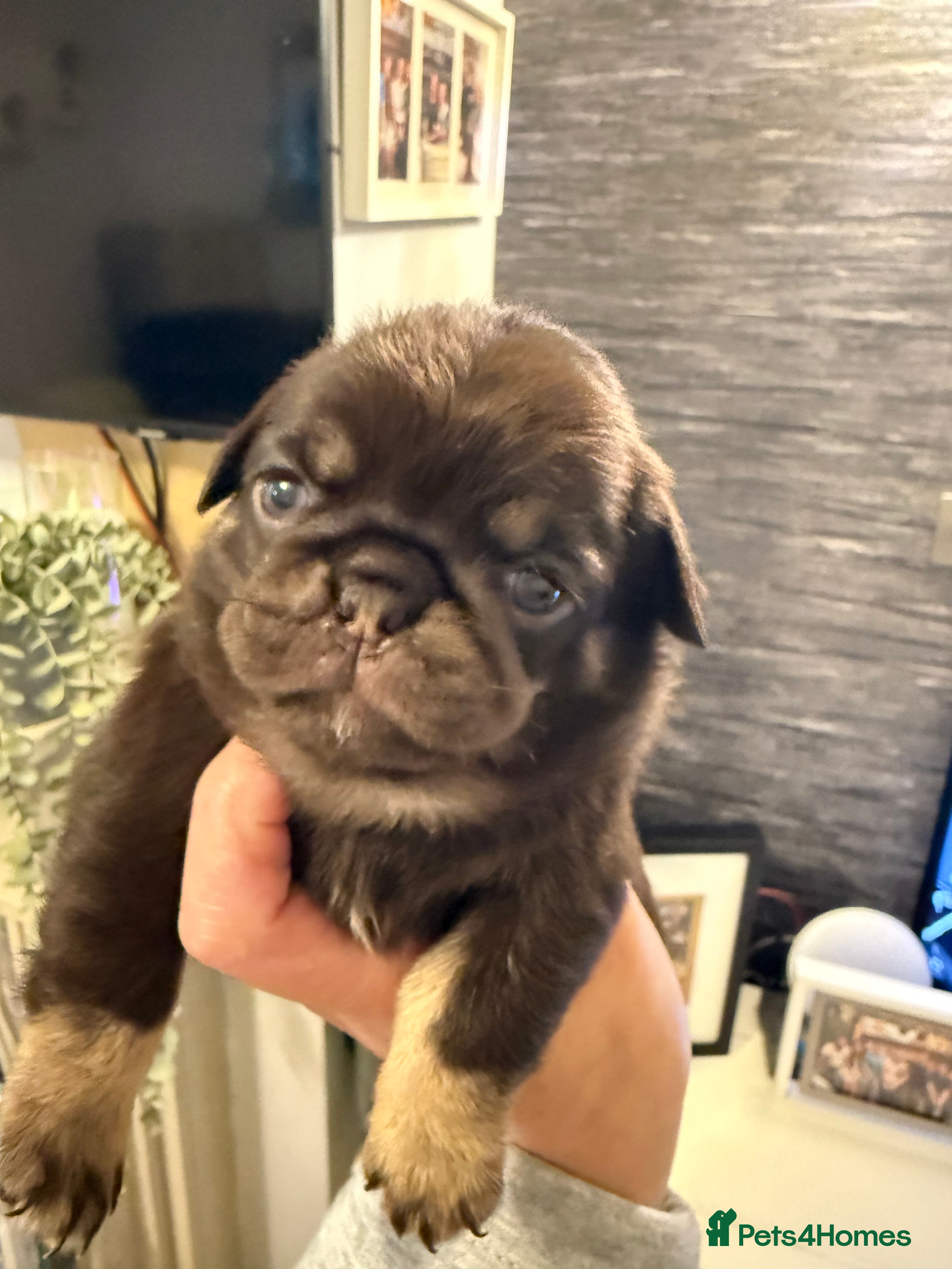 Pug dogs Kc lilac and choc pugs - 5 star licenced breeder - Advert 2