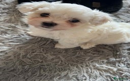 Maltese dogs for sale: Stunning Maltese pups for sale ready to go - Image 6