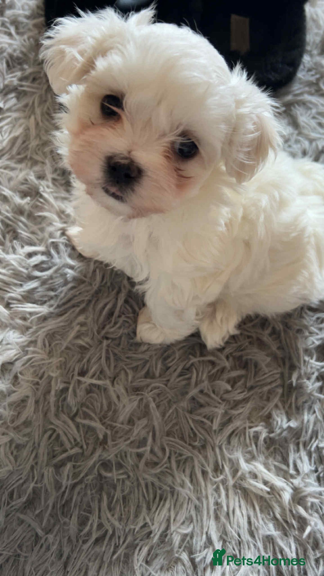 Maltese dogs for sale: Stunning Maltese pups for sale ready to go - Image 6