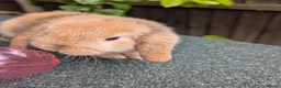 Mini Lop rabbits for sale: Mini lops - lionheads - re **   - Advert 3