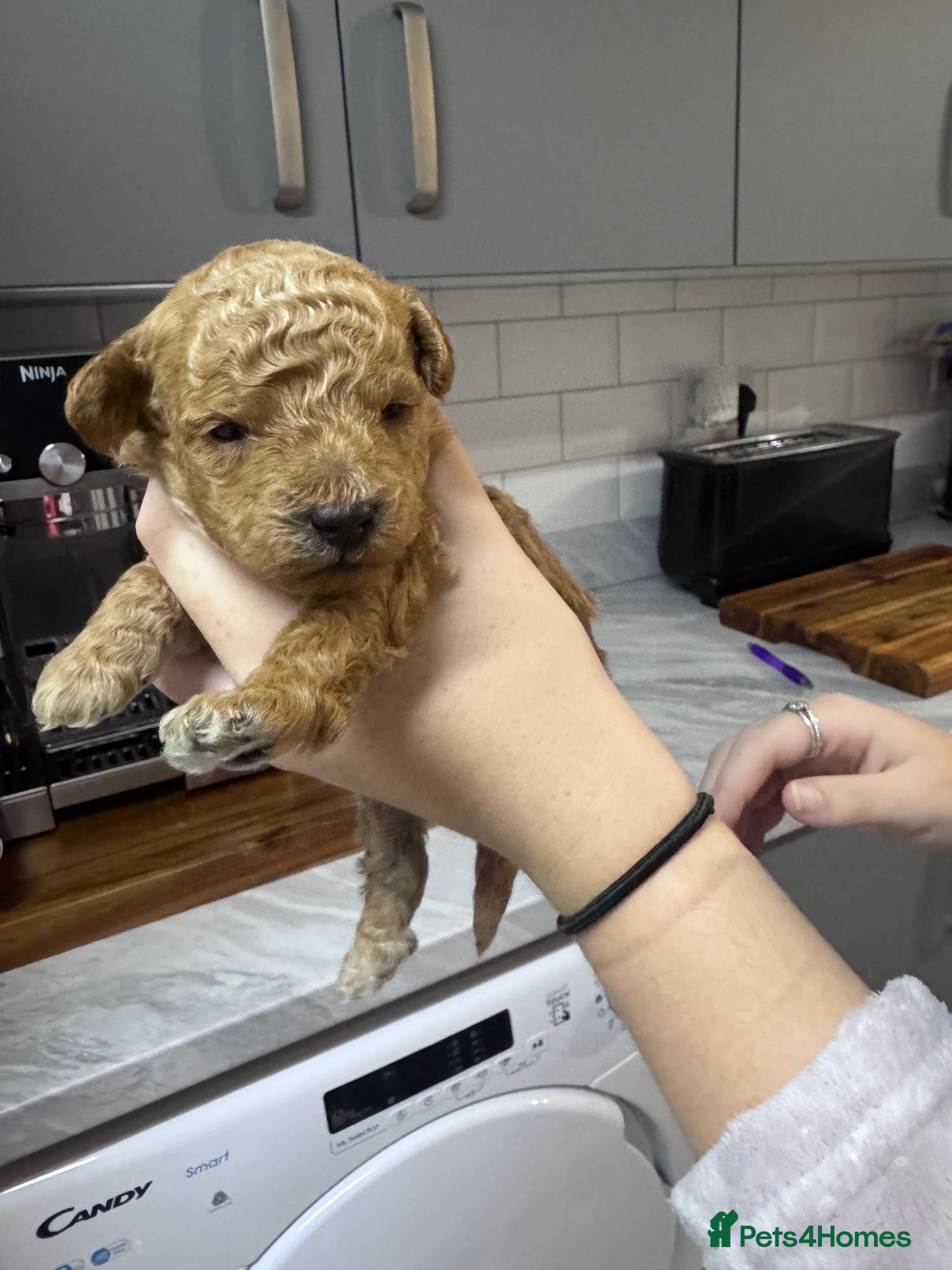 Yorkiepoo dogs 7 beautiful yorkiepoo babys  - Advert 2