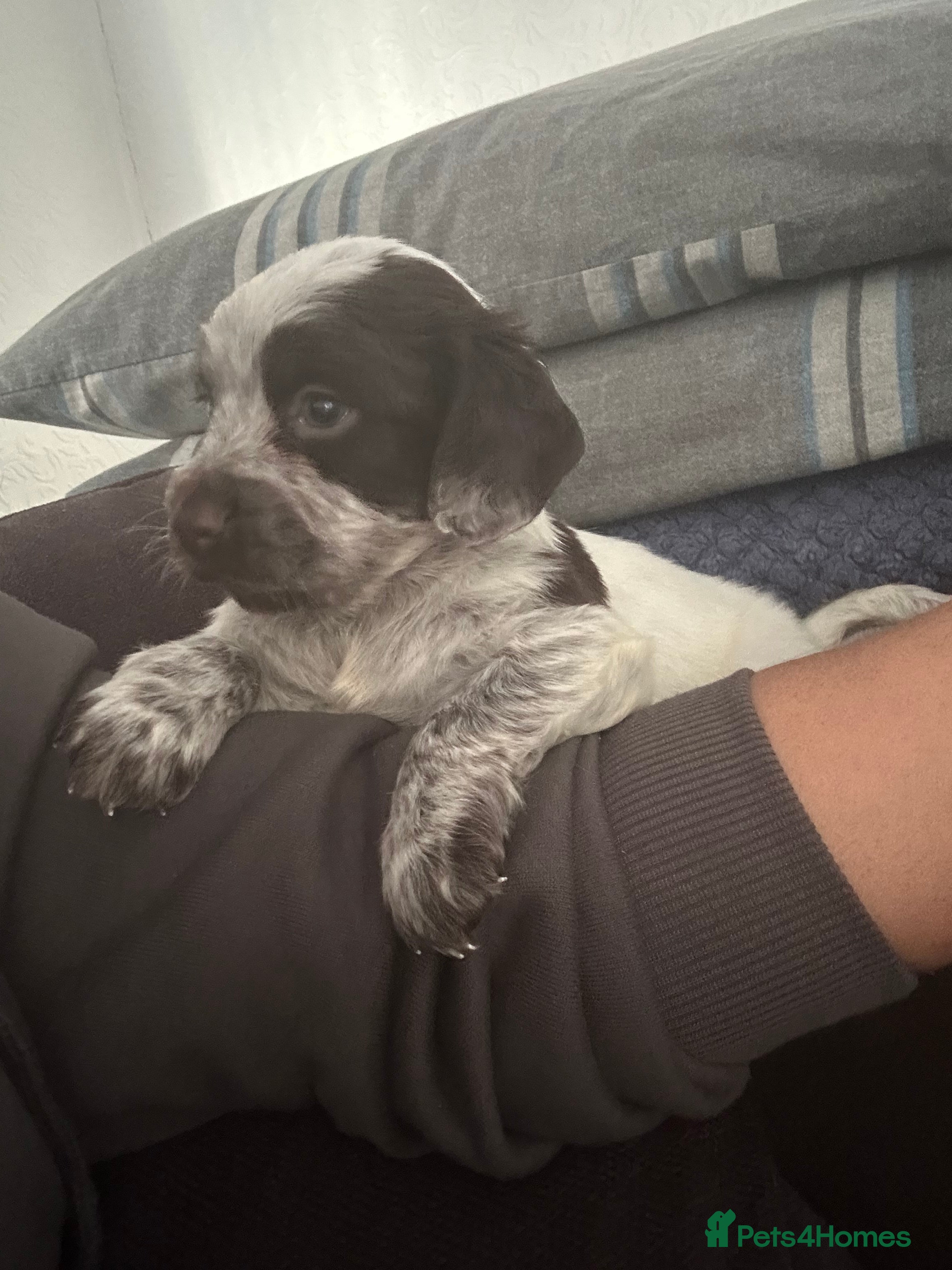 Cocker Spaniel dogs One adorable girl left  - Advert 18