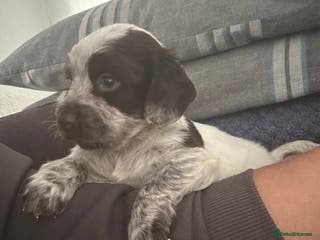 Cocker Spaniel dogs One adorable girl left - Advert 17