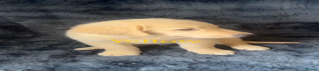 Yellow collar 