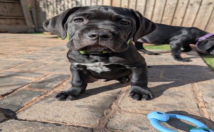 Cane Corso dogs - Advert 7