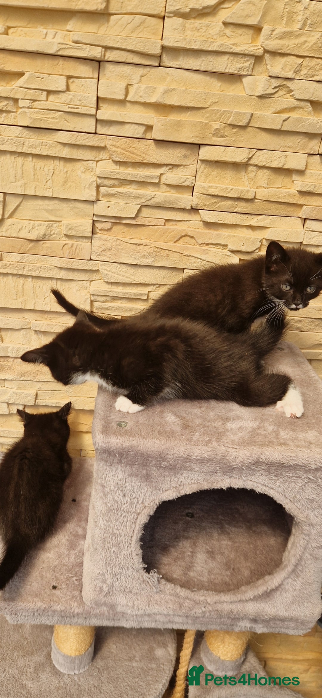 Mixed Breed cats for sale: Kittens😺 - Image 12