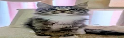 Maine Coon cats for sale: Mainecoon x Ragdoll kittens,read full description  - Advert 8