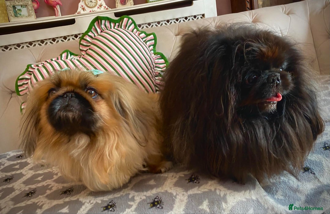 Pekingese dogs for sale: Stunning Quality Pekingese puppies Ready Now  - Image 10