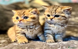 British Shorthair cats for sale: Stunning Golden kittens  - Image 1