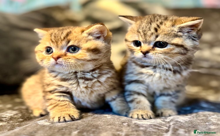 British Shorthair cats - Advert 4