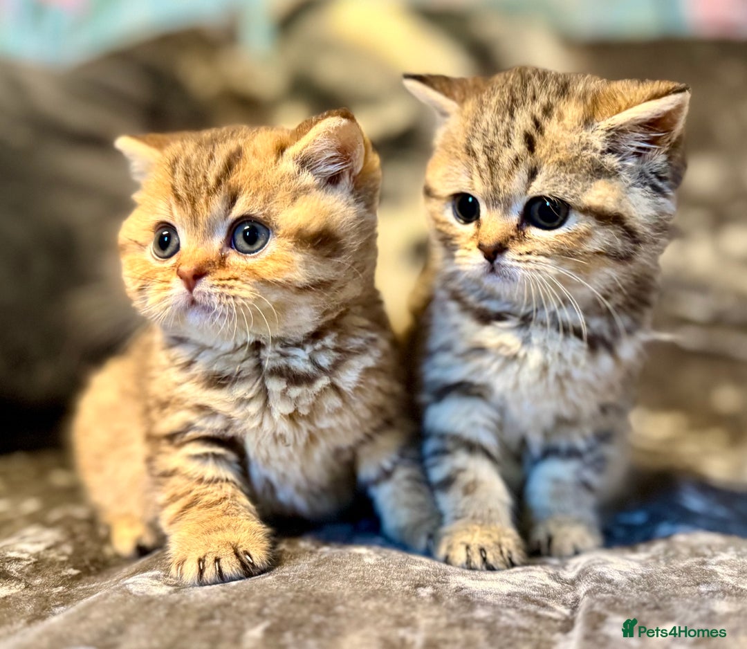 British Shorthair cats for sale: Stunning Golden kittens  - Image 1