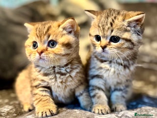 British Shorthair cats - Advert 2