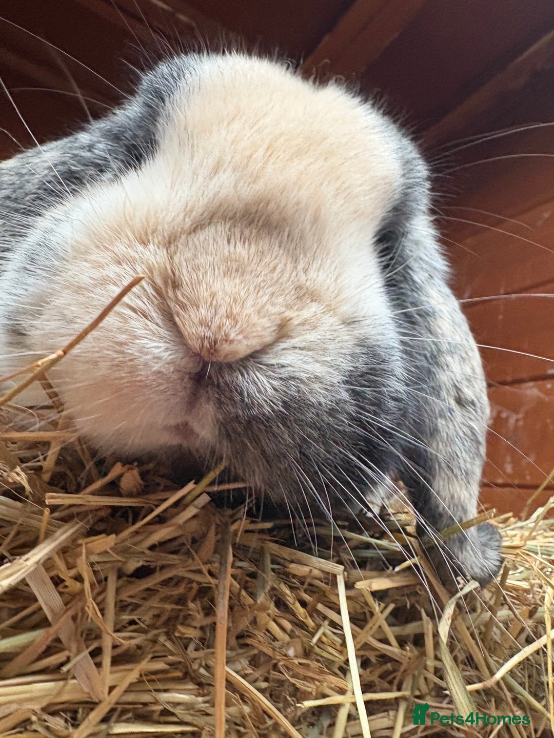 German Lop rabbits for sale: Magpie Harlequin German lop buck - Image 4