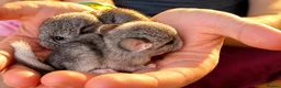 Chinchilla rodents for sale: 🐭💕Two Adorable Baby Chinchilla Boys 💕 - Advert 4