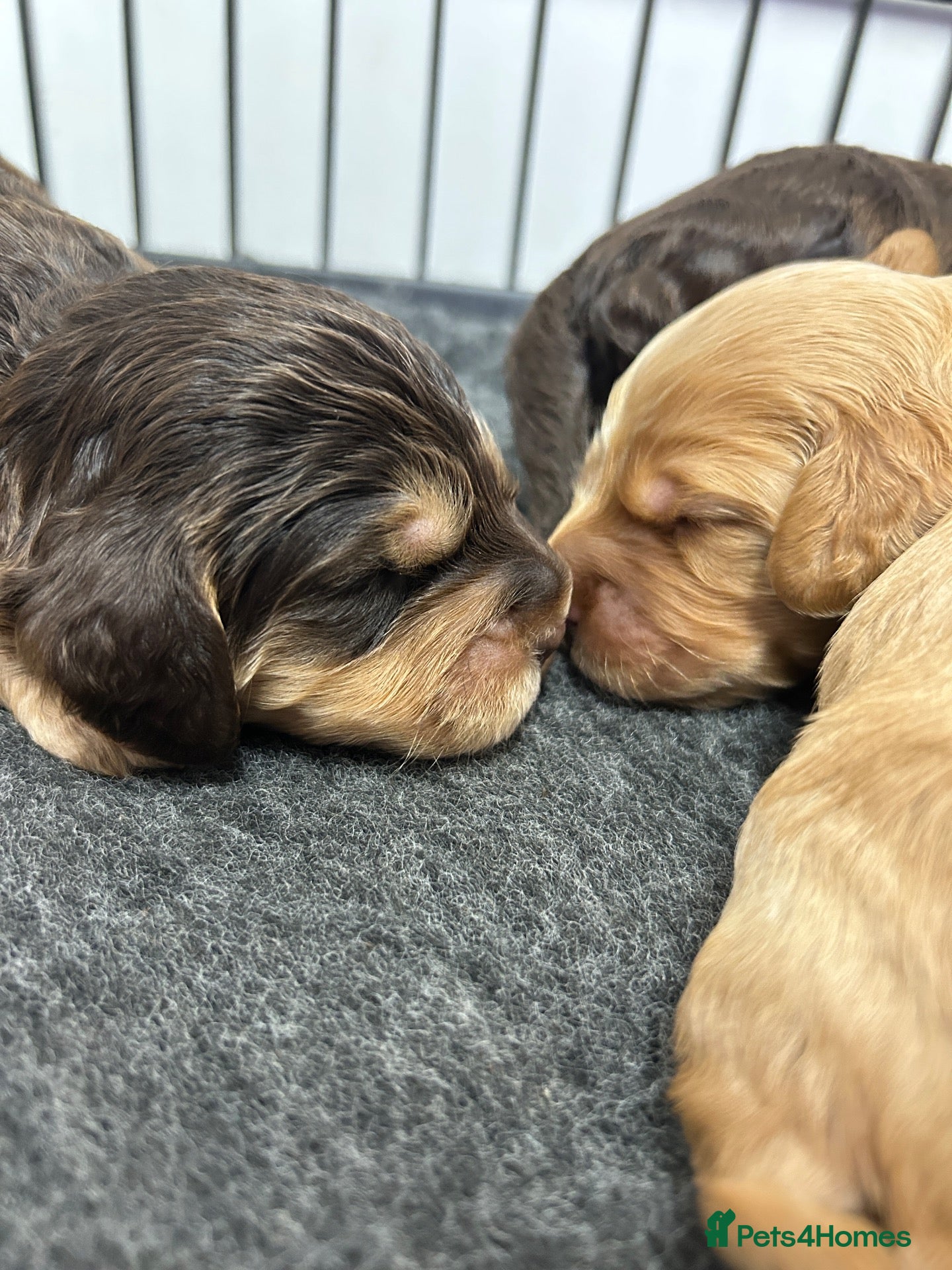 Cockapoo dogs See Videos. New Litter Show Type Cockapoo Puppies  - Advert 17