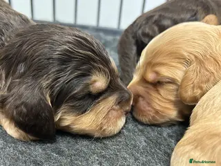 Cockapoo dogs See Videos. New Litter Show Type Cockapoo Puppies - Advert 17