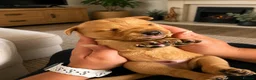 Labrador Retriever dogs for sale: Labrador cross Boxerdore puppies  - Advert 18