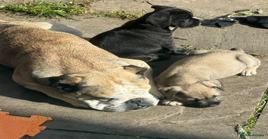 Mixed Breed dogs - Advert 2