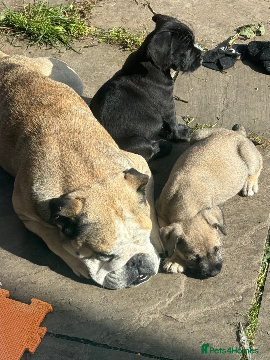 Mixed Breed dogs for sale: Ready Now!! British Bulldog x Miniature Schnauzer  - Image 3