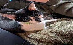 Mixed Breed cats for sale: 2 year old cat (female) - Image 1