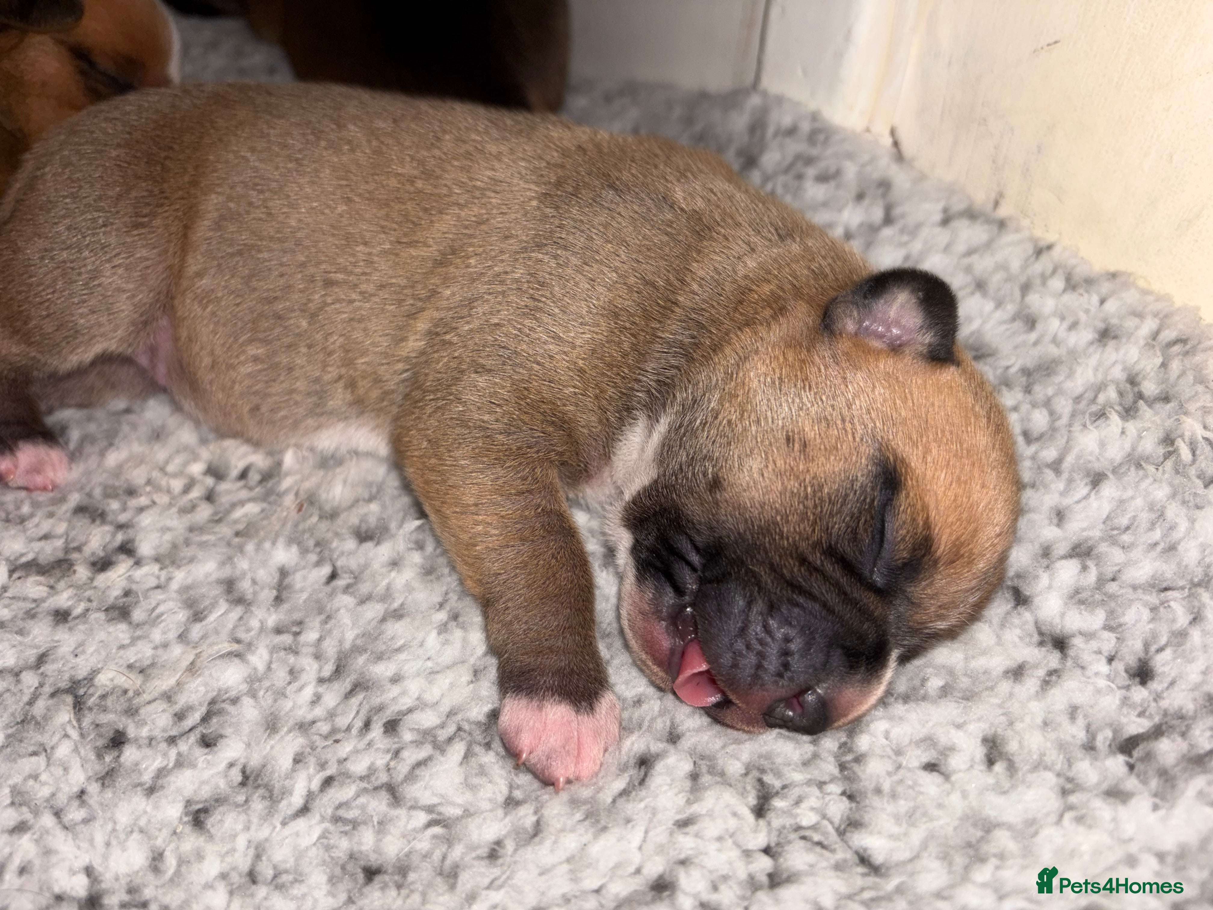 Mixed Breed dogs Mastiff Mix - Advert 2